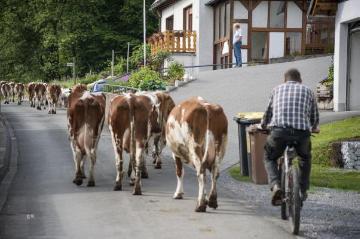 Bonzel, Juni 2015: Landwirt Bieke auf dem allmorgendlichen Viehtrieb zur Bergweide am Dorfrand. Betrieb Michael Bieke, Milchproduktion und Milchviehzucht, Lennestadt-Bonzel.