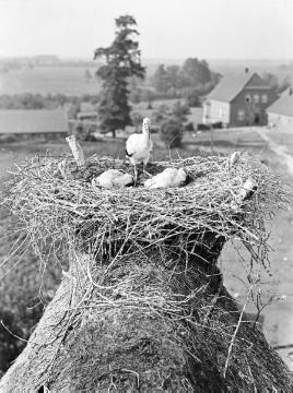 Brutzeit der Störche - Fotodokumentation des Ornithologen Dr. Hermann Reichling. Original ohne Angaben, undatiert - wahrscheinlich Niedersachsen, 1930er Jahre.