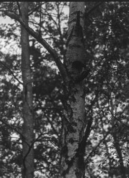 Nistbaum mit Spechthöhle. Nistplatzdokumentation des Ornithologen Dr. Hermann Reichling. Original ohne Angaben, undatiert.