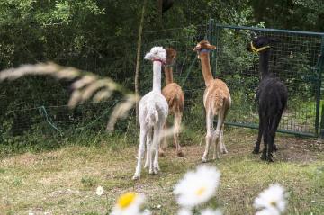 Die "Brochterbecker Alpakas" von Besitzerin Agnes Arent, an den Wochenenden stationiert in einem Gehege im Dorfzentrum - hier in Erwartung ihrer Fütterung auf ihrer Weide neben dem Garten von Ewald Kluck. Gelände am Kleeweg, Sommer 2015.