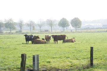 Viehweide am Hof Heinrich Heitmann, Emsdetten: Rinderzucht- und Mastbetrieb mit 100 ha Wirtschaftsfläche und einem Viehbestand von bis zu 400 Tieren