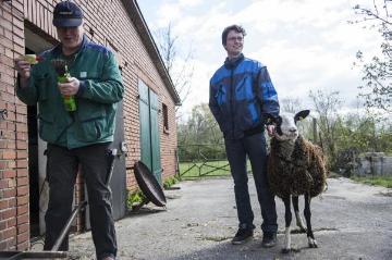 Schafschur in Brochterbeck-Horstmersch, April 2015: Hobbyzüchter Bernd Engeler und Sohn Henning - ein eingespieltes Team bei der alljährlichen Schur ihrer Schafe der holländischen Rasse "Zwartbles". 