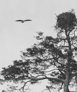 Dr. Hermann Reichling, ornithologische Studien: Flugbild des Fischadlers (Pandion haliaetus) - Darß, Juni 1929. Ausschnittvergrößerung von Bild Nr. 13_857.