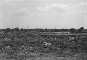 Das Syen Venn, Hochmoorgebiet bei Nordhorn, 1932.