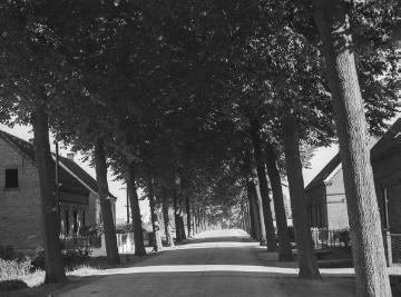 Lindenallee in Rhede, Juli 1936.