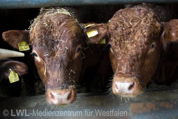 11_3452 Landwirtschaft in Westfalen - Moderne Rinderhaltung im Münsterland