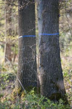 Naturbestattung im Friedwald Warendorf-Freckenhorst: Familien- oder Freundschaftsbaum mit freien Urnenplätzen, gekennzeichet durch das blaue Band.