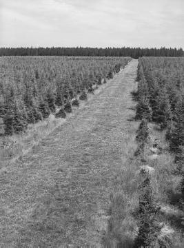 Jagdgrünfläche im Forstrevier Torfbruch im Eggegebirge, 1937. Mittellinie im Distrikt 98a.