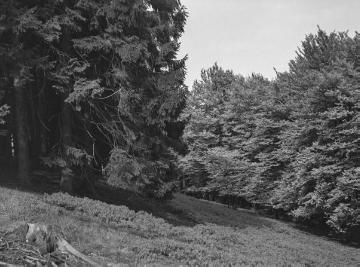 Der Gemeindewald Willebadessen im Eggegebirge mit getrennten Beständen von Fichten- und Buchenwald, 1935.
