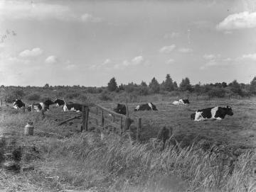 Wiese im Rüschendorfer Moor westlich des Dümmersees, Juli 1943.