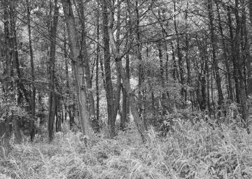 Erlenbruchwald im Deutener Moor, 1933.