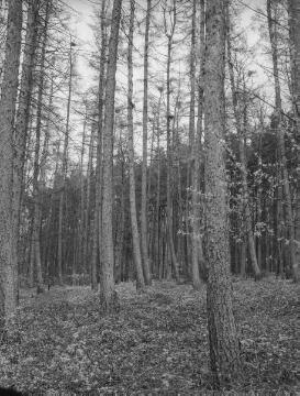 Wald in der Umgebung des Dümmersees, ca. 1940.