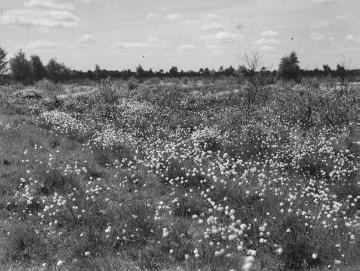 Das Rüschendorfer Moor westlich des Dümmersees mit flockendem Wollgras, ca. 1930/40.