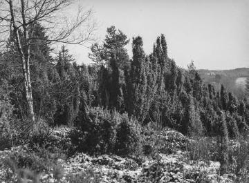 Wacholderlandschaft bei Hardenberg, Dezember 1933.