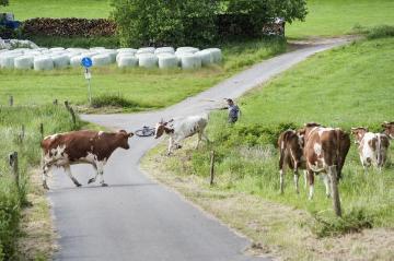 Bonzel, Juni 2015: Alle müssen mit! Landwirt Bieke auf dem allmorgendlichen Viehtrieb zur Bergweide am Dorfrand. Betrieb Michael Bieke, Milchproduktion und Milchviehzucht, Lennestadt-Bonzel.