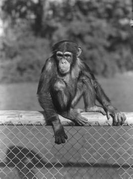 Schimpanse im Zoo Wuppertal, 1956 (Foto: Helmut Reichling).