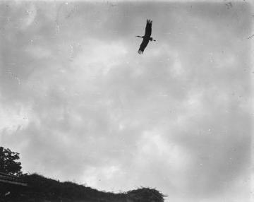 Brutzeit der Störche - Anflug auf das Nest auf einem Hausdach. Fotodokumentation des Ornithologen Dr. Hermann Reichling. Original ohne Angaben. 1930er Jahre.