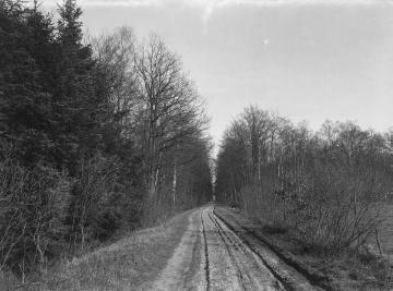 Waldweg im Kattmannskamp bei Ostbevern, März 1926.
