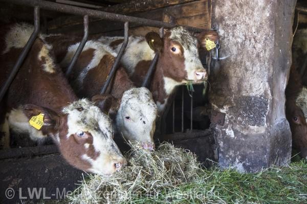 10_13151 Landwirtschaft in Westfalen - Milchviehzucht auf Hof Bieke, Lennestadt