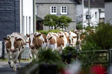 Bonzel, Juni 2015: Kuhherde von Hof Bieke beim allmorgendlichen Auftrieb zur Bergweide am Dorfrand. Betrieb Michael Bieke, Milchproduktion und Milchviehzucht, Lennestadt-Bonzel.