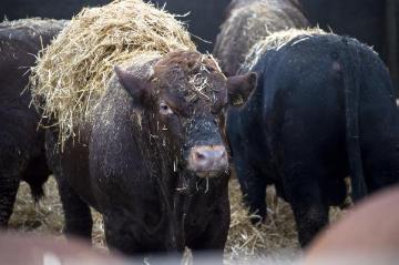 Mastbullen aus der Kreuzung verschiedener Fleischrassen - Hof Heinrich Heitmann, Emsdetten - Rinderzucht- und Mastbetrieb mit einem Viehbestand von bis zu 400 Tieren.