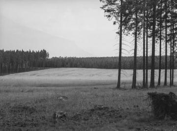 Waldstaudenroggenfläche im Forstrevier Asseln im Eggegebirge, 1937.