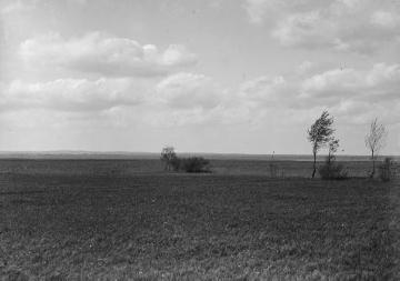 Der Ochsenbruch, Wiesenmoor südlich des Dümmersees, Mai 1931.