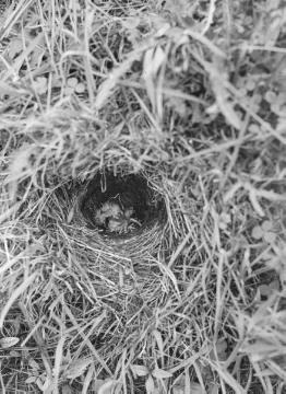 Nestlinge mit Kuckucksgeschwister (?) - Dokumentation des Ornithologen Dr. Hermann Reichling. Original ohne Angaben, undatiert.