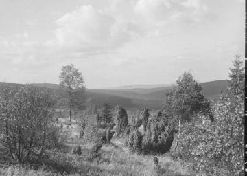 Das Wiebelhäuser Tal bei Gilsbach, 1927.