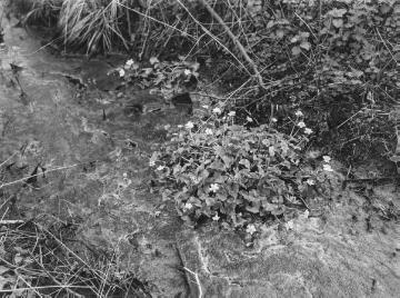 Die Sumpfpflanze Drachenwurz (Calla palustris L.).