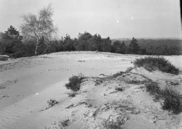 Sanddünen in der Leversumer Mark, 1950.