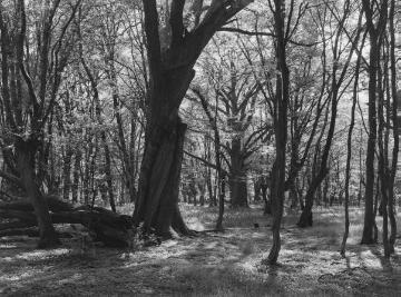Der Bentheimer Wald, ehemaliger Hudewald, Juni 1932.