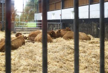 Abkalbe- und Beobachtungsabteilung im modernen Tretmiststall auf Hof Heinrich Heitmann, Emsdetten - Rinderzucht- und Mastbetrieb mit einem Viehbestand von bis zu 400 Tieren.