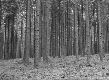 Fichtenwald im Forst Neuenheerse im Eggegebirge, 1937. Der Waldboden ist ohne Vegetation und versauert.