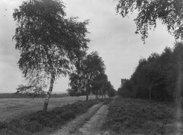 Die Lüneburger Heide, 1925.