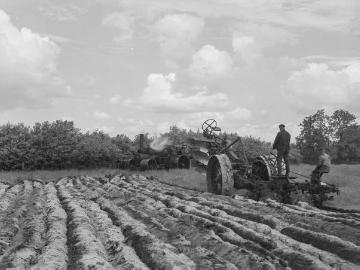 Einsatz eines Dampfpfluges im Andruper Feld bei Lage, 1931.