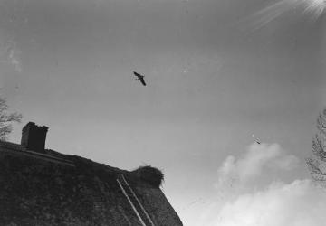 Brutzeit der Störche - Anflug auf das Nest auf einem Hausdach. Fotodokumentation des Ornithologen Dr. Hermann Reichling. Original ohne Angaben. 1930er Jahre.