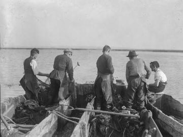 Fischfang im Dümmersee, 1925.