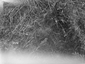 Schafstelze (Motacilla flava) beim Füttern eines Jungkuckucks - Gücker Moor (Dümmer). Dokumentation des Ornithologen Dr. Hermann Reichling, undatiert.