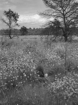 Das Venner Moor bei Senden, 1934.