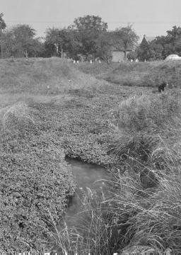 Das Bullerloch, Quelle bei Erwitte, 1956.