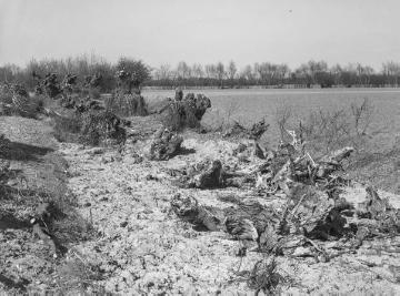 Zerstörung einer Wallhecke bei Gelmer, Apr. 1934.