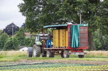 Gemüsehof Buschhoff, Welver-Borgeln: Salatsetzlinge in Pflanzkisten werden auf das Feld transportiert. Juni 2016.