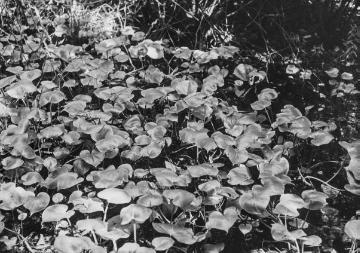 Pflanzenwelt am Dümmersee: Drachenwurz (Calla palustris L.).
