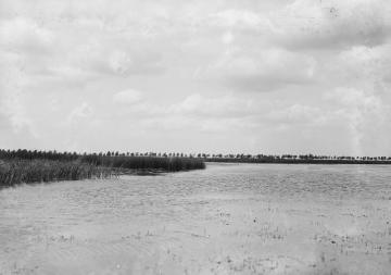 Am Nordufer des Dümmersees, Juni 1930.