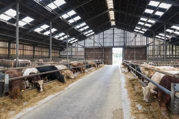 Rinderhaltung im modernen Tretmiststall: Hof Heinrich Heitmann, Emsdetten - Rinderzucht- und Mastbetrieb mit einem Viehbestand von bis zu 400 Tieren