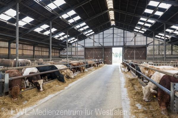 11_3440 Landwirtschaft in Westfalen - Moderne Rinderhaltung im Münsterland