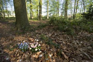 Naturbestattung im Friedwald Warendorf-Freckenhorst: Frisches Urnengrab an einem Gemeinschaftsbaum mit bis zu zehn Grabplätzen.