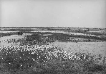 Das Amtsvenn, Hochmoorgebiet bei Epe, 1926.