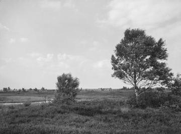 Das Amtsvenn, Hochmoorgebiet bei Epe, Juli 1930.